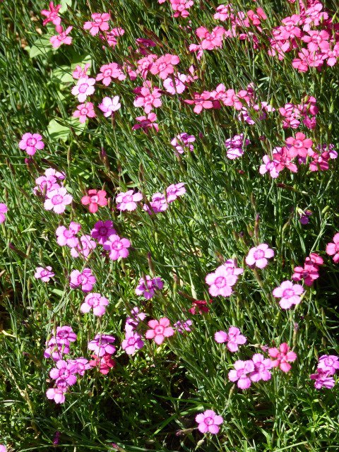 Dianthus deltoides 'Brilliant' fleur